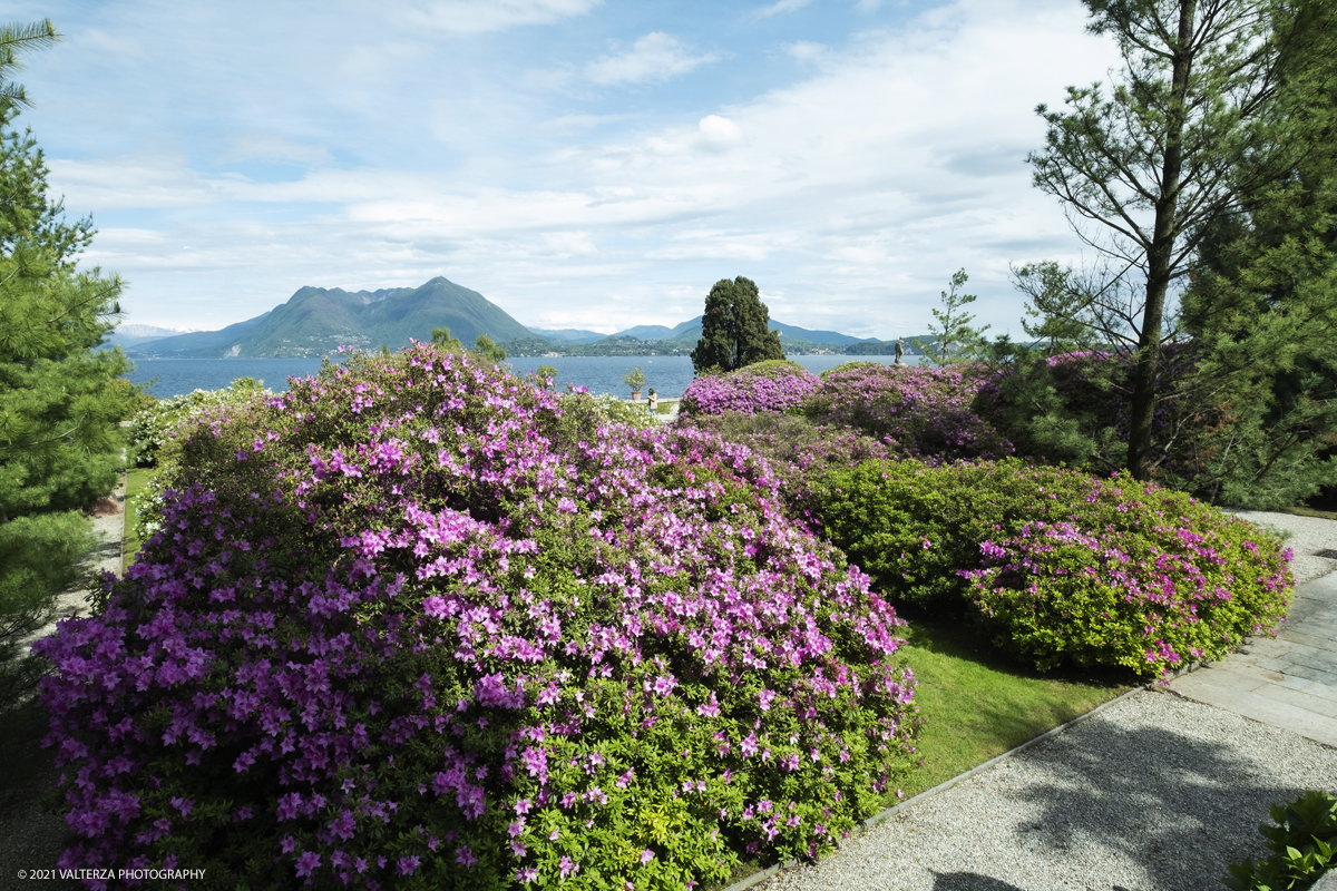 _DSF4006.jpg - 02/05/2021. Stresa. Dal weekend appena trascorso i visitatori possono ammirare le fioriture dei giardini e riscoprire i tesori storici e artistici nel palazzo Borromeo dell'Isola Bella. Nella foto veduta dei giardini