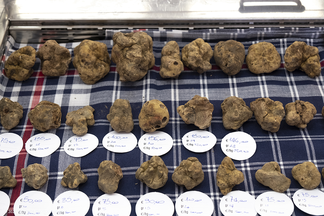 _DSF1620.jpg - 09/10/2021. Alba. Il mercato mondiale della fiera Ã¨ il punto di convergenza dell'evento dove Ã¨ possibile acquistare esemplari certificati di tartufo bianco. Nella foto esemplari di tartufo in vendita dai trifulau.