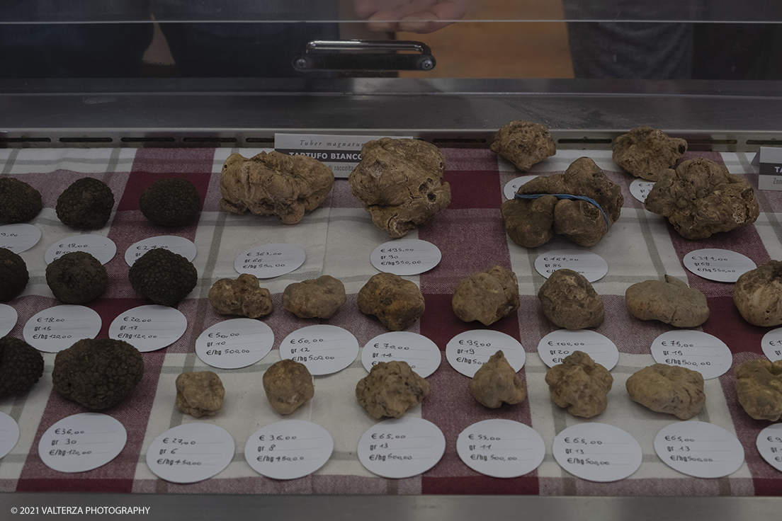 _DSF1681.jpg - 09/10/2021. Alba. Il mercato mondiale della fiera Ã¨ il punto di convergenza dell'evento dove Ã¨ possibile acquistare esemplari certificati di tartufo bianco. Nella foto esemplari di tartufo in vendita dai trifulau.