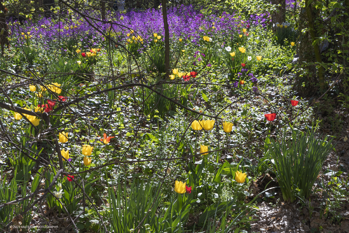 _G3I6705.jpg - 01/04/2023. Torino. La riapertura del parco del castello di Pralormo annuncia ogni anno la primavera con la straordinaria fioritura di piÃ¹ di 100.000 tulipani.. Nella foto fioriture nel boschetto aantistante la facciata del Castello