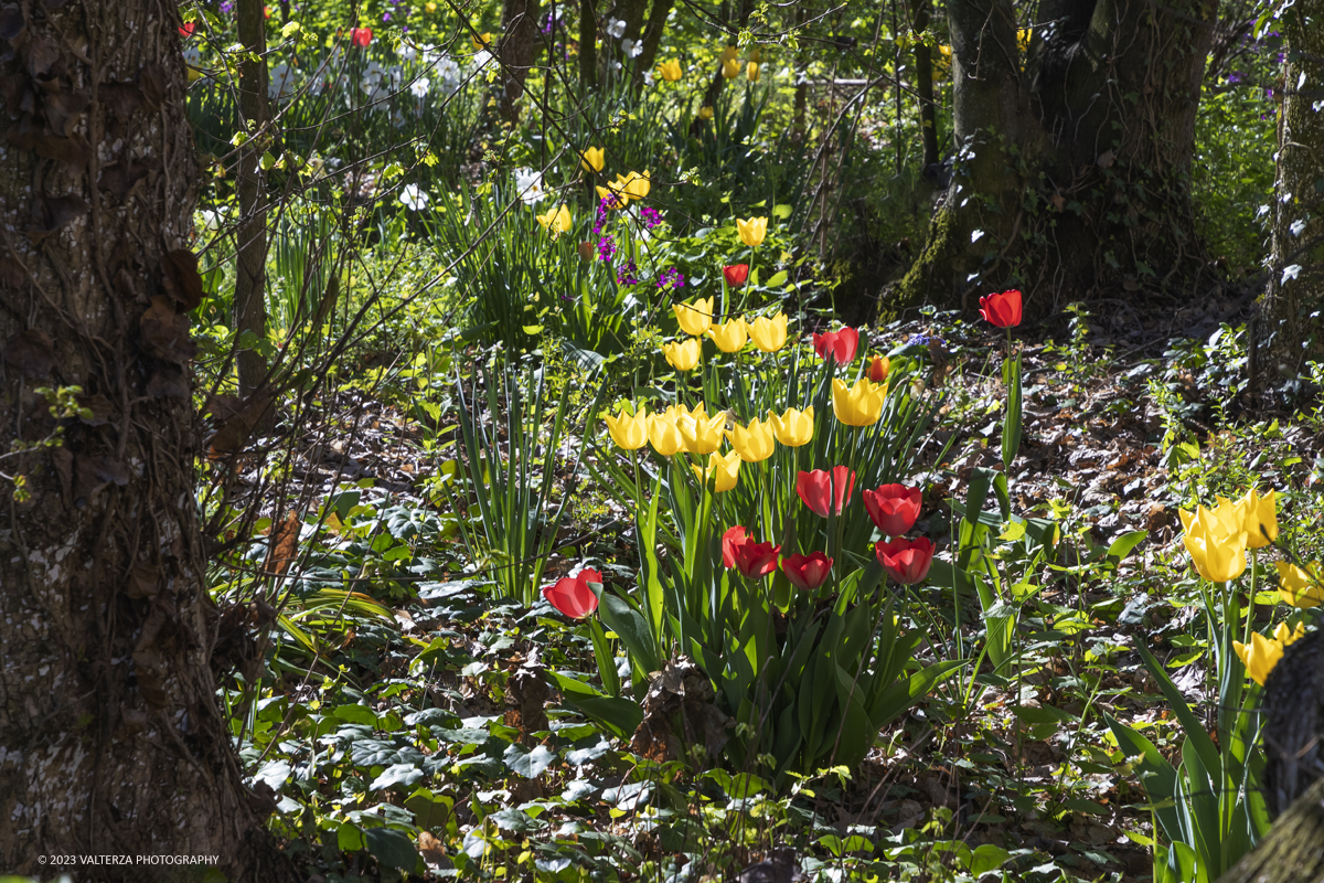 _G3I6708.jpg - 01/04/2023. Torino. La riapertura del parco del castello di Pralormo annuncia ogni anno la primavera con la straordinaria fioritura di piÃ¹ di 100.000 tulipani.. Nella foto fioriture nel boschetto aantistante la facciata del Castello