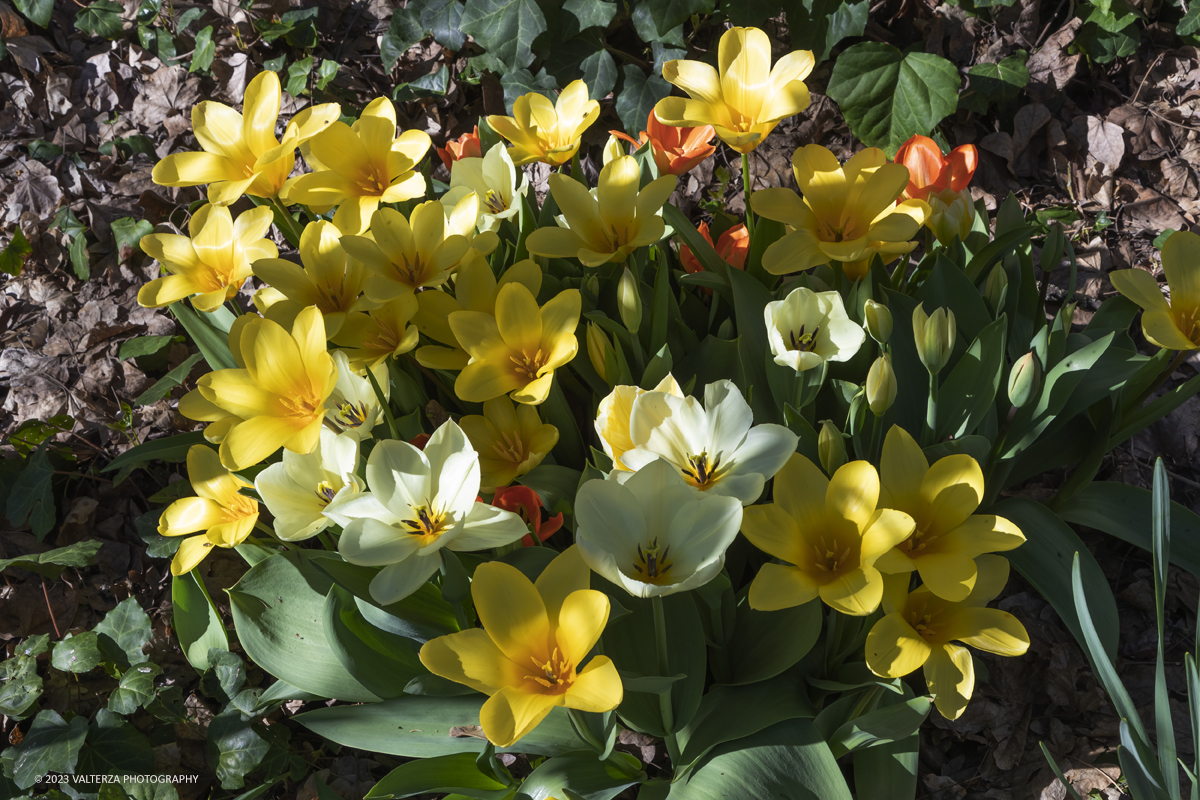 _G3I6713.jpg - 01/04/2023. Torino. La riapertura del parco del castello di Pralormo annuncia ogni anno la primavera con la straordinaria fioritura di piÃ¹ di 100.000 tulipani.. Nella foto fioriture nel boschetto aantistante la facciata del Castello