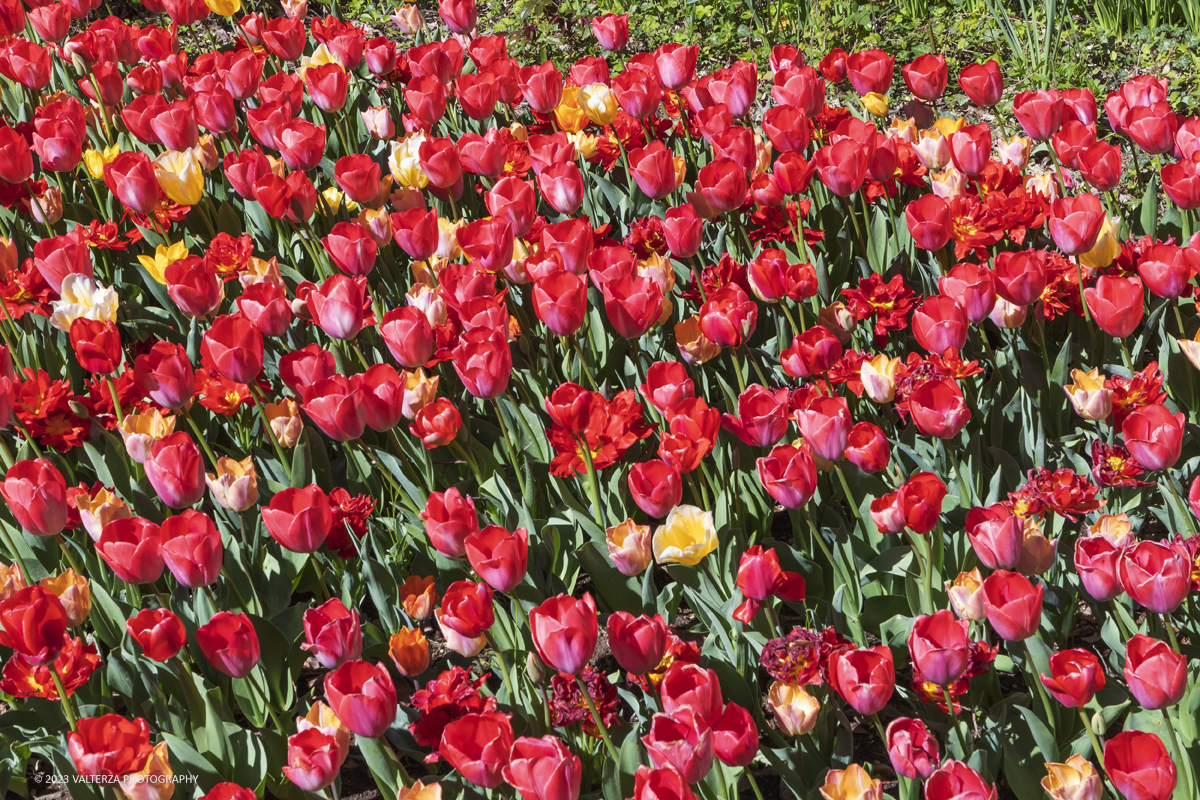 _G3I6880.jpg - 01/04/2023. Torino. La riapertura del parco del castello di Pralormo annuncia ogni anno la primavera con la straordinaria fioritura di piÃ¹ di 100.000 tulipani.. Nella foto la fioritura di diverse varietÃ  di tulipani tra i centomila facenti parte dell'impiantamento di ogni anno.