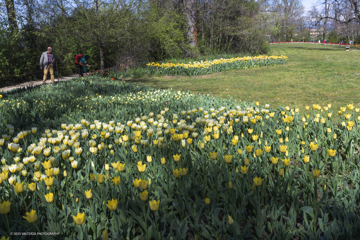 _G3I6888.jpg - 01/04/2023. Torino. La riapertura del parco del castello di Pralormo annuncia ogni anno la primavera con la straordinaria fioritura di piÃ¹ di 100.000 tulipani.. Nella foto la fioritura di diverse varietÃ  di tulipani tra i centomila facenti parte dell'impiantamento di ogni anno.