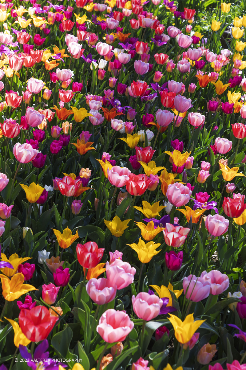_G3I6912.jpg - 01/04/2023. Torino. La riapertura del parco del castello di Pralormo annuncia ogni anno la primavera con la straordinaria fioritura di piÃ¹ di 100.000 tulipani.. Nella foto la fioritura di diverse varietÃ  di tulipani tra i centomila facenti parte dell'impiantamento di ogni anno.