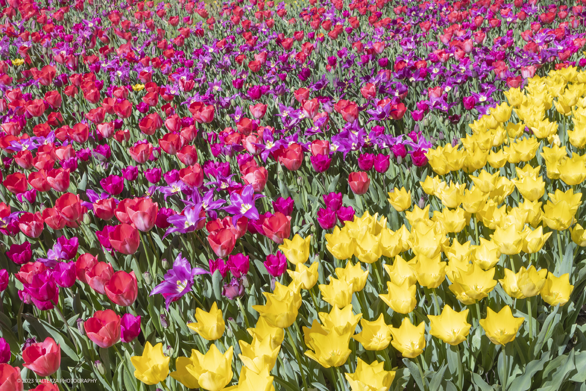 _G3I6918.jpg - 01/04/2023. Torino. La riapertura del parco del castello di Pralormo annuncia ogni anno la primavera con la straordinaria fioritura di piÃ¹ di 100.000 tulipani.. Nella foto la fioritura di diverse varietÃ  di tulipani tra i centomila facenti parte dell'impiantamento di ogni anno.