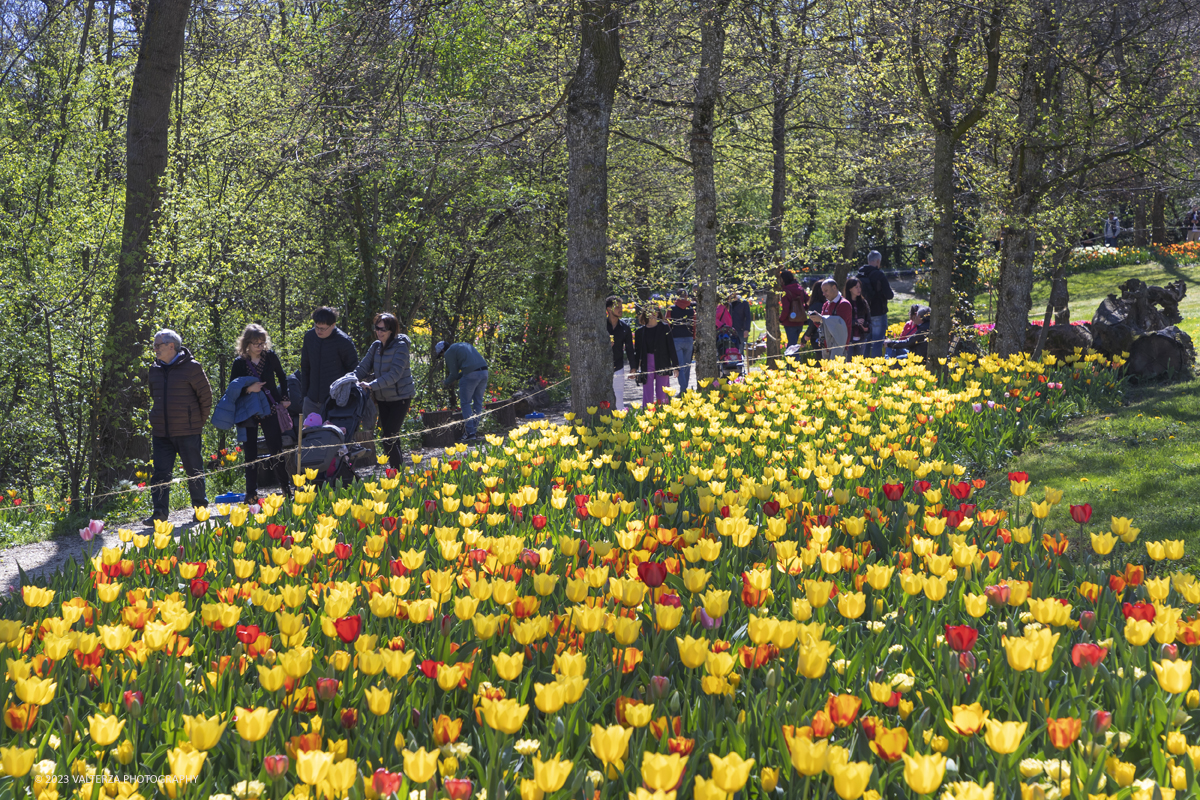 _G3I6931.jpg - 01/04/2023. Torino. La riapertura del parco del castello di Pralormo annuncia ogni anno la primavera con la straordinaria fioritura di piÃ¹ di 100.000 tulipani.. Nella foto
