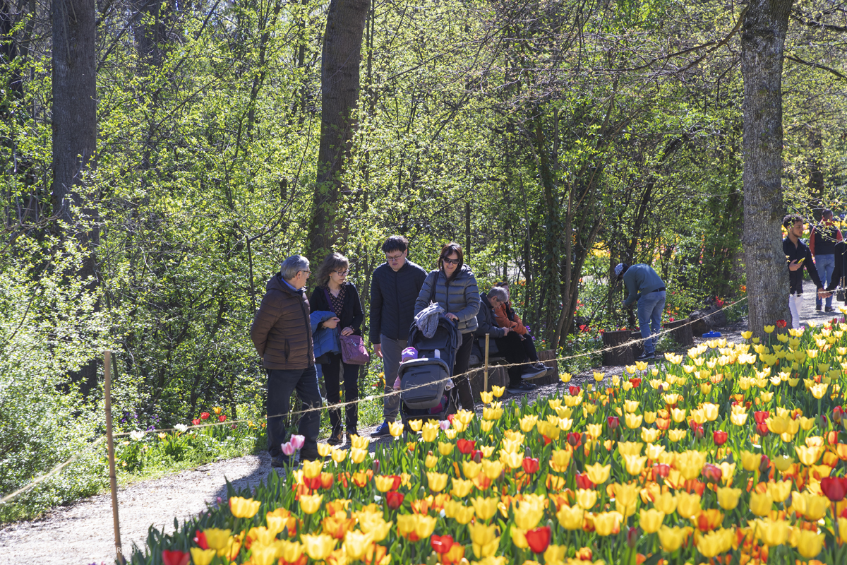 _G3I6933.jpg - 01/04/2023. Torino. La riapertura del parco del castello di Pralormo annuncia ogni anno la primavera con la straordinaria fioritura di piÃ¹ di 100.000 tulipani.. Nella foto