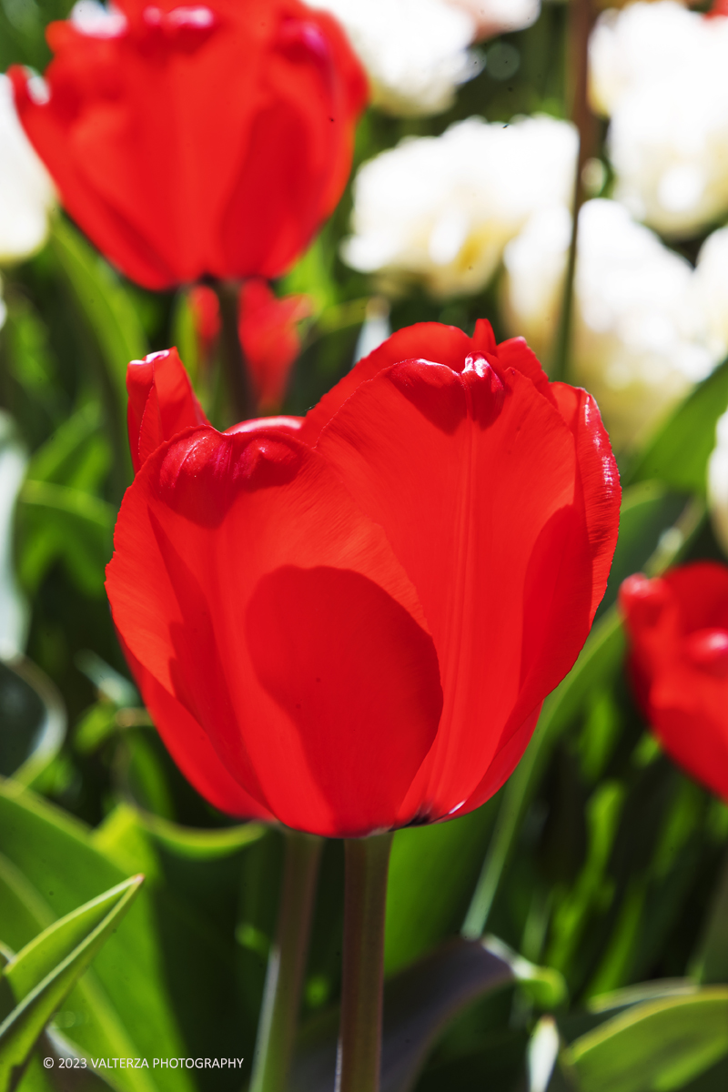 _G3I6950.jpg - 01/04/2023. Torino. La riapertura del parco del castello di Pralormo annuncia ogni anno la primavera con la straordinaria fioritura di piÃ¹ di 100.000 tulipani.. Nella foto la fioritura di diverse varietÃ  di tulipani tra i centomila facenti parte dell'impiantamento di ogni anno.