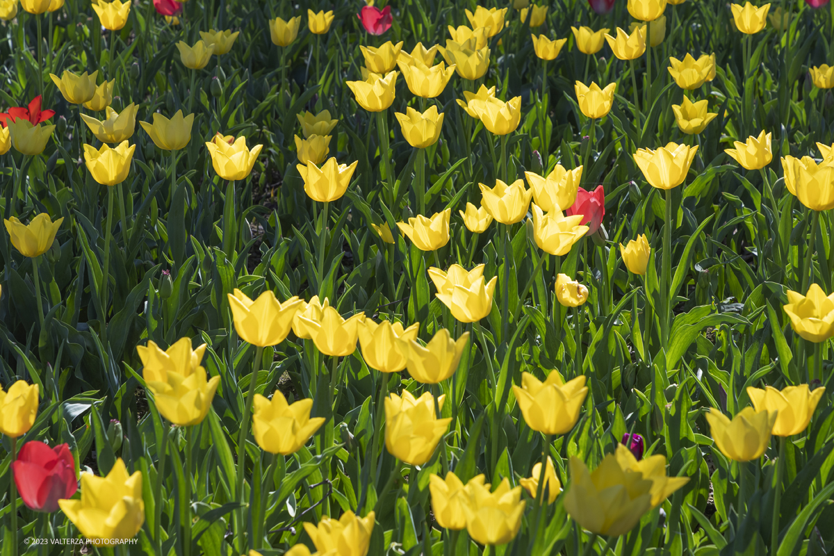 _G3I6973.jpg - 01/04/2023. Torino. La riapertura del parco del castello di Pralormo annuncia ogni anno la primavera con la straordinaria fioritura di piÃ¹ di 100.000 tulipani.. Nella foto la fioritura di diverse varietÃ  di tulipani tra i centomila facenti parte dell'impiantamento di ogni anno.