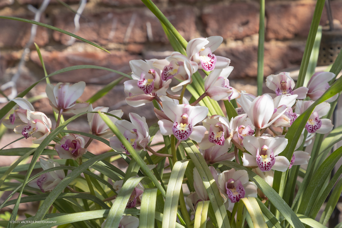 _G3I7020.jpg - 01/04/2023. Torino. La riapertura del parco del castello di Pralormo annuncia ogni anno la primavera con la straordinaria fioritura di piÃ¹ di 100.000 tulipani.. Nella foto  fioriture di orchidee all'interno della serra.