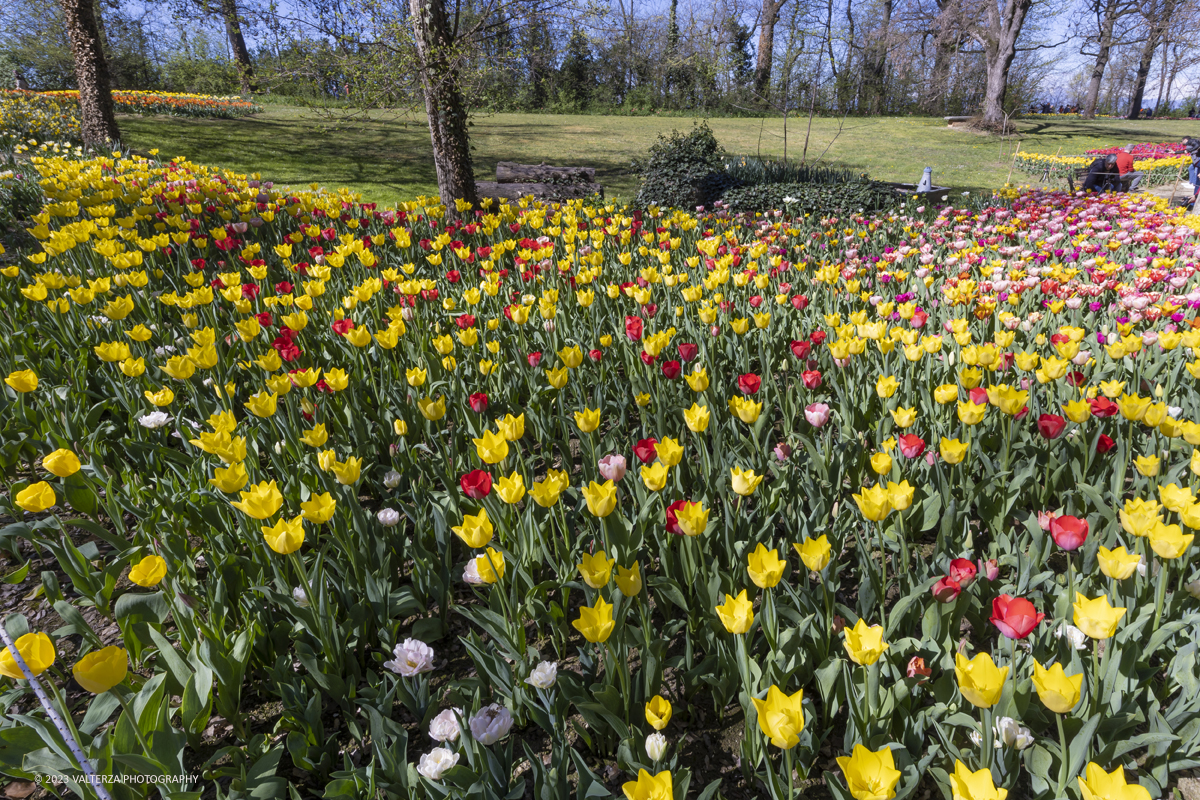 _G5A2462.jpg - 01/04/2023. Torino. La riapertura del parco del castello di Pralormo annuncia ogni anno la primavera con la straordinaria fioritura di piÃ¹ di 100.000 tulipani.. Nella foto a fioritura di diverse varietÃ  di tulipani tra i centomila facenti parte dell'impiantamento di ogni anno.