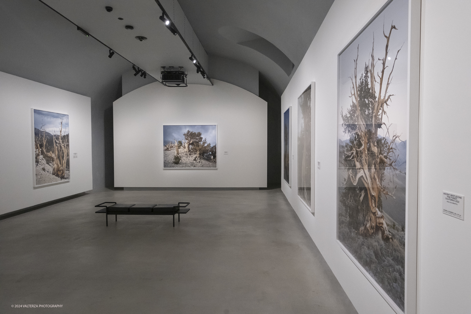 _DSF1540.jpg - 16/10/2024.Torino. Lâ€™esposizione, curata da Brian Wallis (CPW - Center for Photography at Woodstock), presenta per la prima volta riunite le serie fotografiche piÃ¹ significative degli ultimi ventâ€™anni di Mitch Epstein in cui esplora i conflitti tra la societÃ  americana e la natura selvaggia nel contesto del cambiamento climatico globale: American Power, Property Rights e Old Growth. Nella foto parte dell'allestimento della mostra