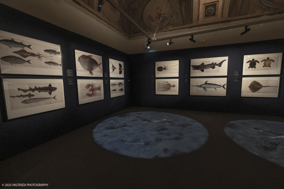 DSCF0242.jpg - 17/04/2025. Torino. Artexhibition, Da Botticelli a Muecha. Bellezza , Natura, Seduzione. Into the picture Fifth section  The wonder of nature: the nature albums of Carlo Emanuele I