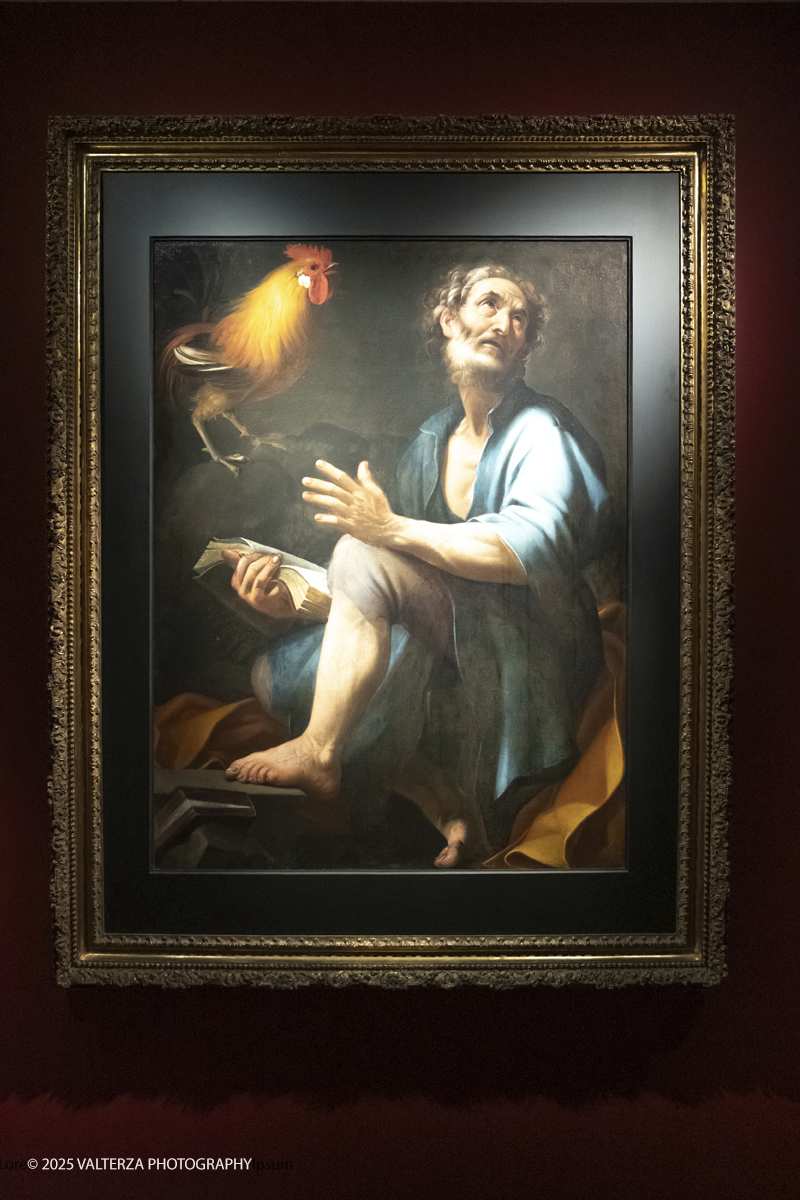 _DSF0211.jpg - 22/11720'25. Torino. Dal 22 novembre 2025 al 3 maggio 2026, le Sale Chiablese dei Musei Reali di Torino ospitano una mostra dedicata a Orazio Gentileschi (Pisa, 1563 â€“ Londra, 1639), uno dei piÃ¹ importanti artisti italiani del Seicento, la cui straordinaria qualitÃ  pittorica fu premiata da un successo in vita pari a quello di Caravaggio, Rubens e Van Dyck. Nella foto SanPietro con il gallo ( Pentimento di San Pietro), 1606
