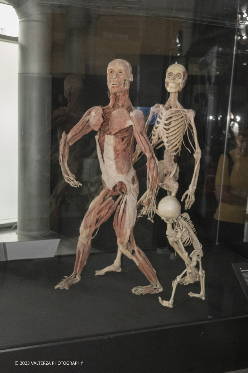 _DSF5220.jpg - 15/09/20223. Torino. La Sala degli Stemmi della Stazione di Torino Porta Nuova ospita, dal 15 settembre 2023 al 14 gennaio 2024, la nuova mostra originale â€œBody Worlds Vitalâ€�. Nella foto coppia con bambino
