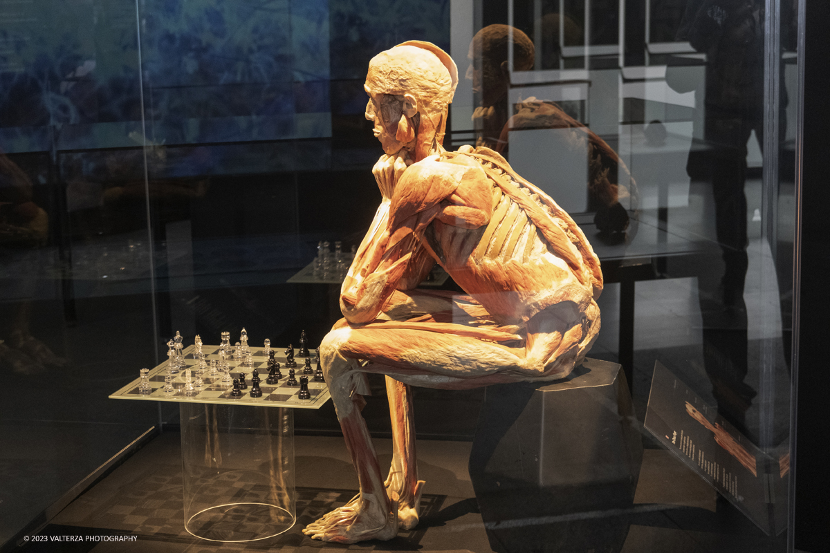 _DSF5230.jpg - 15/09/20223. Torino. La Sala degli Stemmi della Stazione di Torino Porta Nuova ospita, dal 15 settembre 2023 al 14 gennaio 2024, la nuova mostra originale â€œBody Worlds Vitalâ€�. Nella foto giocatore di scacchi