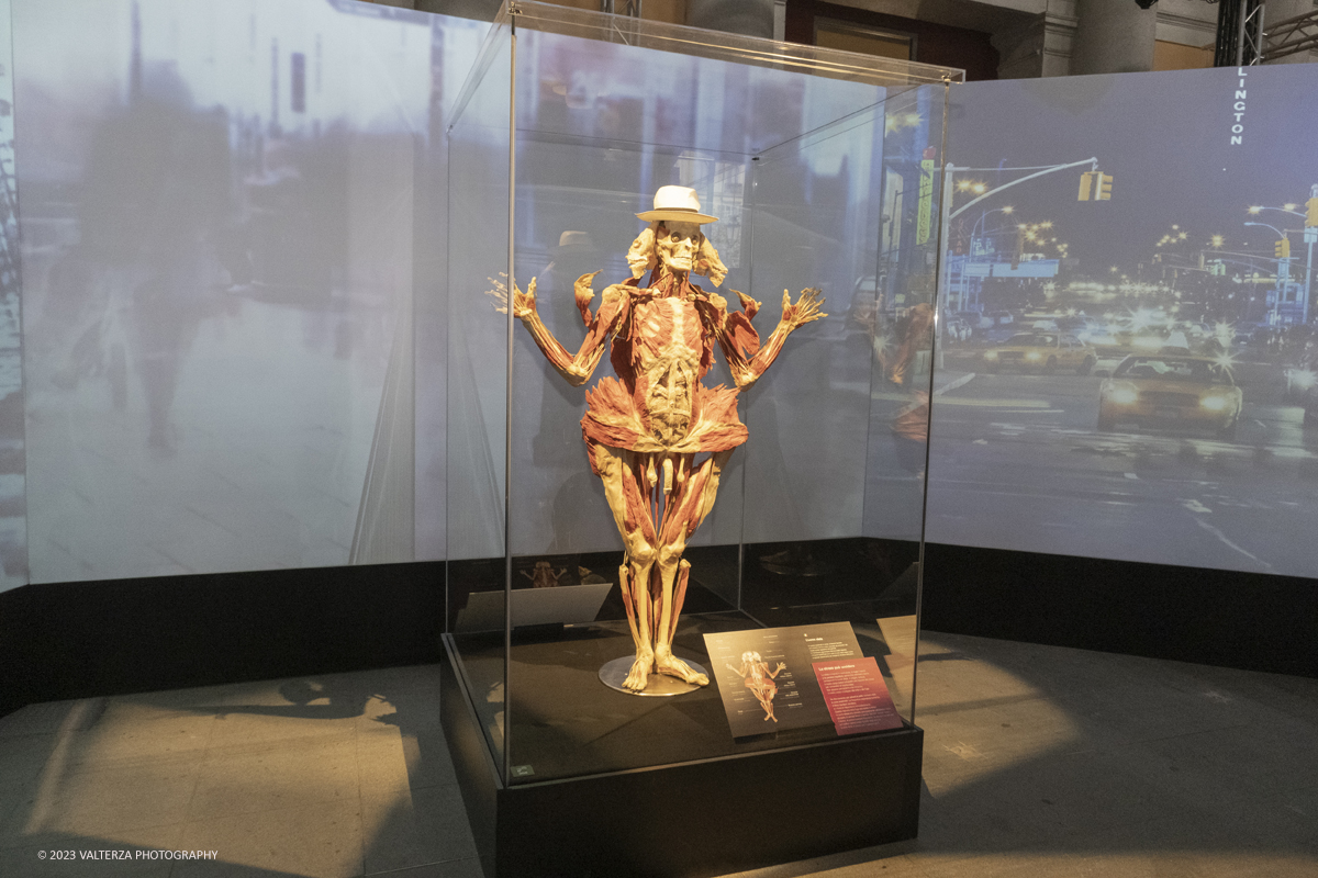 _DSF5242.jpg - 15/09/20223. Torino. La Sala degli Stemmi della Stazione di Torino Porta Nuova ospita, dal 15 settembre 2023 al 14 gennaio 2024, la nuova mostra originale â€œBody Worlds Vitalâ€�. Nella foto area dedicata allo stress della vita odierna
