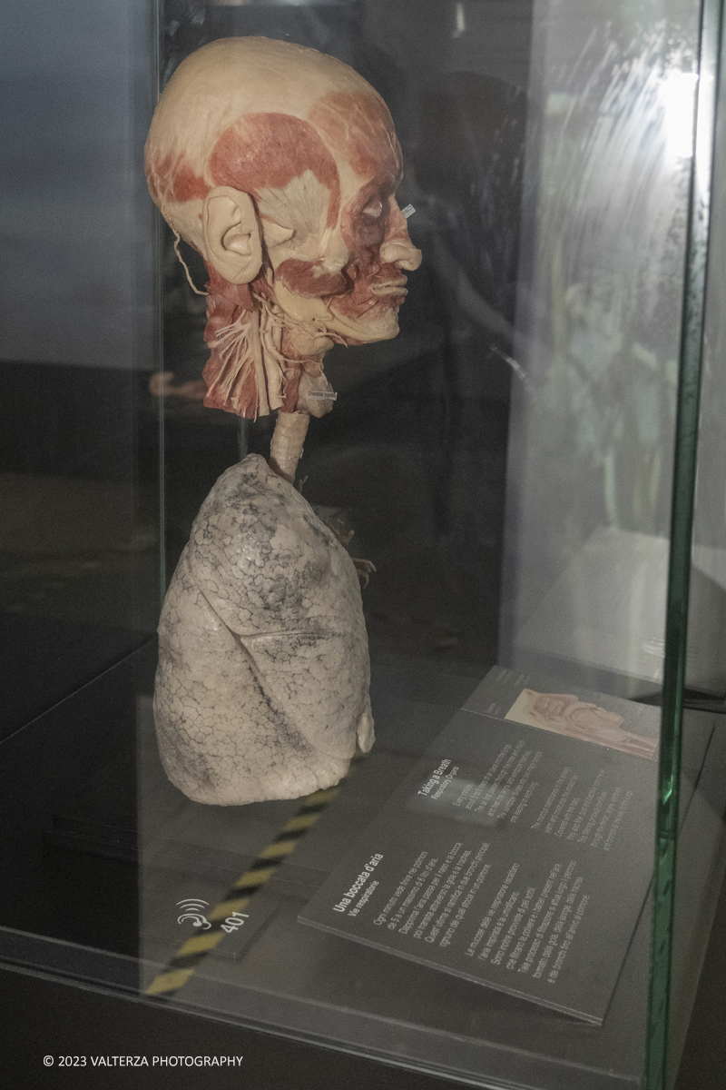 _DSF5312.jpg - 15/09/20223. Torino. La Sala degli Stemmi della Stazione di Torino Porta Nuova ospita, dal 15 settembre 2023 al 14 gennaio 2024, la nuova mostra originale â€œBody Worlds Vitalâ€�. Nella foto gli organi della respirazione