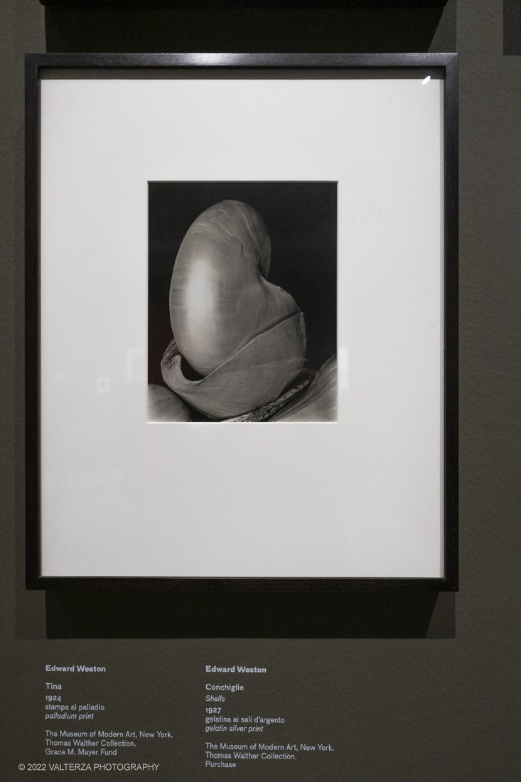 _DSF5316.jpg - 02/03/2022. Torino. La collezione Thomas Walther del Museum of Modern Art , New York. Nella foto Edward Weston conchiglie 1927