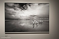 _DSF7832