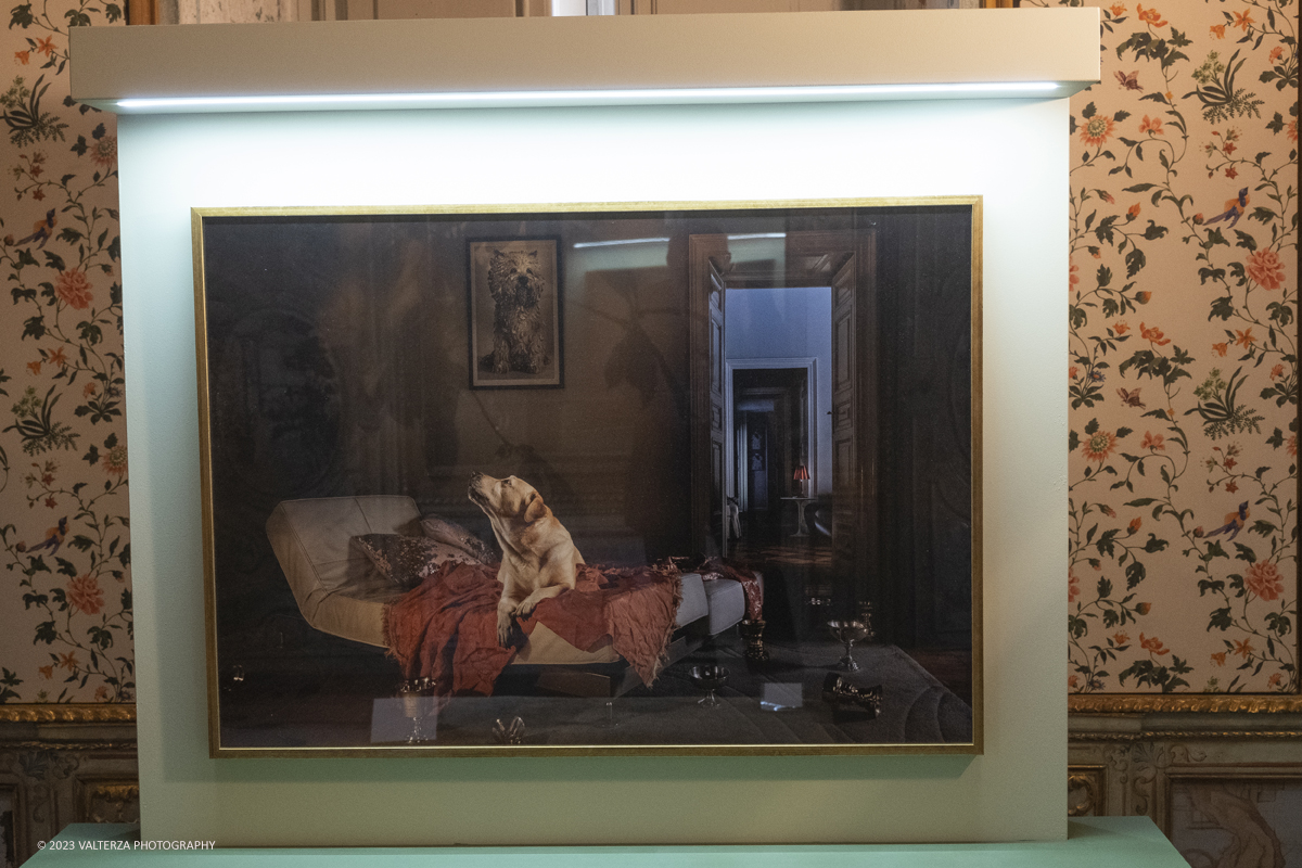 _DSF2598.jpg - 19/04/2023. Torino. DIVAS â€“ Dog Portraits Ã¨ una mostra di arte contemporanea che prende vita dal progetto fotografico â€œCave Canemâ€� con lâ€™intento di svelare, attraverso le immagini, la connessione fra il proprietario e il suo amico a quattro zampe, nel contesto della loro abitazione. Nella foto l'opera L'etÃ  dell'oro