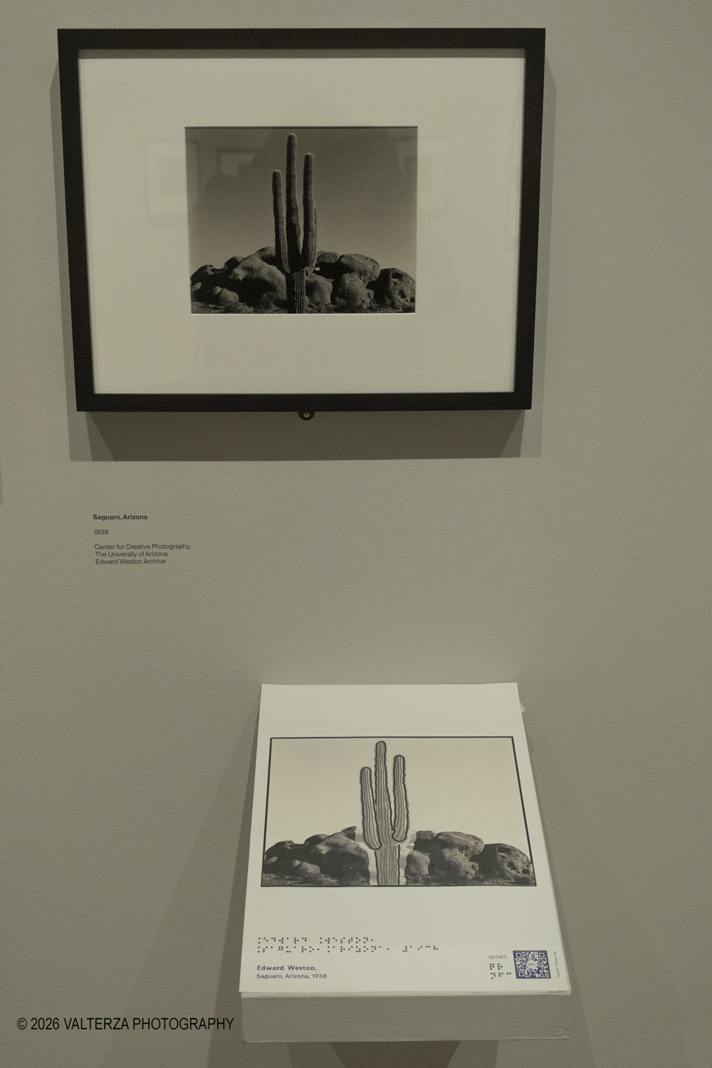 DSCF0589.jpg - 11/02/2026. Torino. CAMERA | EDWARD WESTON. La materia delle forme. Con una selezione di 171 immagini, molte delle quali vintage, il percorso espositivo â€“ curato da SÃ©rgio Mah â€“ si configura come unâ€™ampia antologia che ripercorre tutte le fasi della produzione di Edward Weston (Illinois, 1886 - California, 1958)  Nella foto Saguaro, Arizona 1938