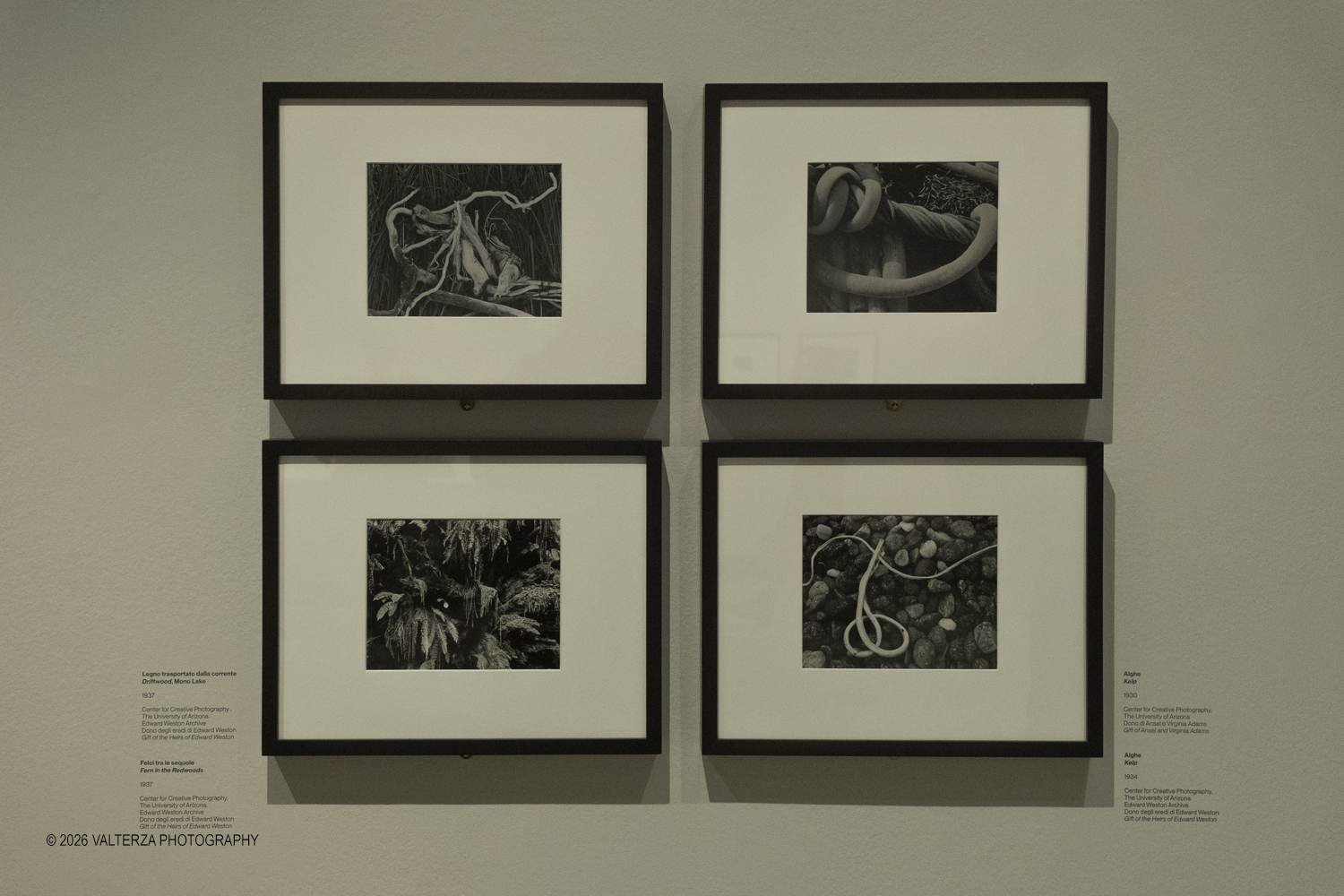 DSCF0626.jpg - 11/02/2026. Torino. CAMERA | EDWARD WESTON. La materia delle forme. Con una selezione di 171 immagini, molte delle quali vintage, il percorso espositivo â€“ curato da SÃ©rgio Mah â€“ si configura come unâ€™ampia antologia che ripercorre tutte le fasi della produzione di Edward Weston (Illinois, 1886 - California, 1958)  Nella foto monografia del 1965 esposta in bacheca