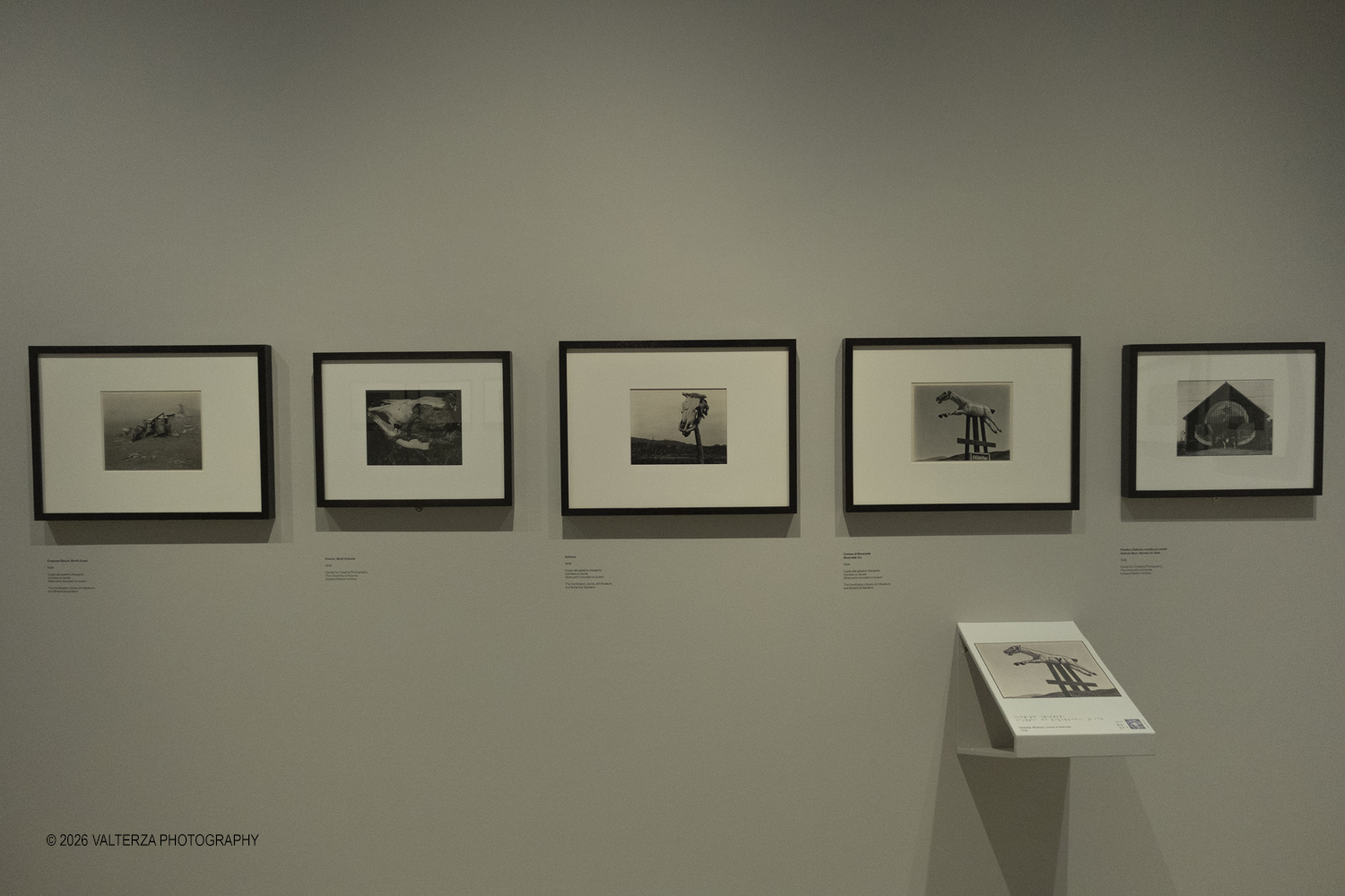 DSCF0689.jpg - 11/02/2026. Torino. CAMERA | EDWARD WESTON. La materia delle forme. Con una selezione di 171 immagini, molte delle quali vintage, il percorso espositivo â€“ curato da SÃ©rgio Mah â€“ si configura come unâ€™ampia antologia che ripercorre tutte le fasi della produzione di Edward Weston (Illinois, 1886 - California, 1958)  Nella foto parte dell'allestimento della mostra