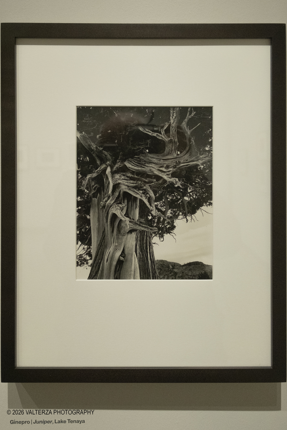 DSCF0927.jpg - 11/02/2026. Torino. CAMERA | EDWARD WESTON. La materia delle forme. Con una selezione di 171 immagini, molte delle quali vintage, il percorso espositivo â€“ curato da SÃ©rgio Mah â€“ si configura come unâ€™ampia antologia che ripercorre tutte le fasi della produzione di Edward Weston (Illinois, 1886 - California, 1958)  Nella foto Ginepro 1937