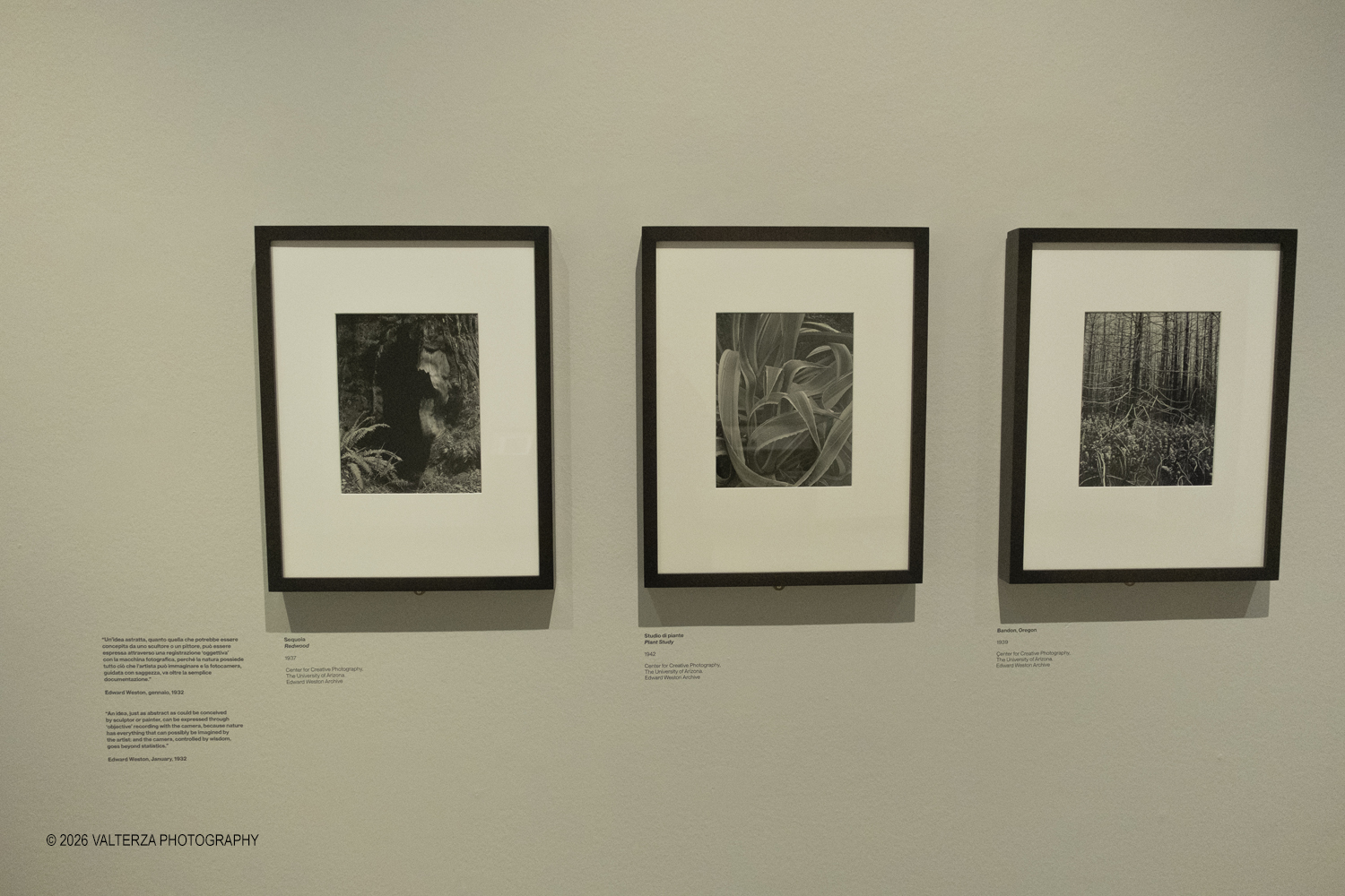 DSCF0936.jpg - 11/02/2026. Torino. CAMERA | EDWARD WESTON. La materia delle forme. Con una selezione di 171 immagini, molte delle quali vintage, il percorso espositivo â€“ curato da SÃ©rgio Mah â€“ si configura come unâ€™ampia antologia che ripercorre tutte le fasi della produzione di Edward Weston (Illinois, 1886 - California, 1958)  Nella foto studi di piante