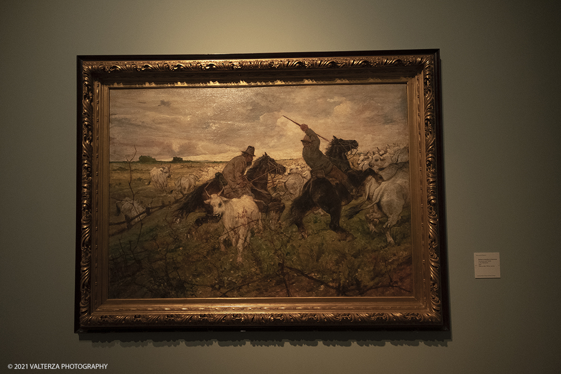 _DSF3201.jpg - 12/10/2021. Torino. Il percorso espositivo, della mostra alla GAM, presenta oltre 60 capolavori dellâ€™artista livornese , si articola in nove sezioni e copre un ampio arco cronologico che dal 1854 giunge al 1894, dalla sperimentazione macchiaiola e da opere capitali degli anni Sessanta e Settanta fino alle tele dellâ€™etÃ  matura, che ne rivelano lo sguardo acuto e innovatore, capace di aperture sullâ€™imminente â€™900.  Opera Butteri e mandrie in maremma