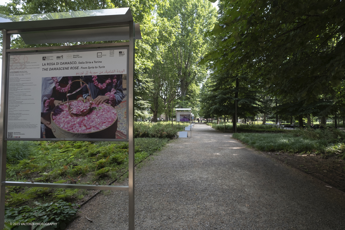 _DSF6581.jpg - 04/07/2023. Torino. Una mostra fotografica, unâ€™installazione artistica e un programma di eventi promuovono il patrimonio culturale siriano attraverso la conoscenza della secolare coltivazione e trasformazione del fiore, Patrimonio Immateriale dellâ€™UmanitÃ  UNESCO. Nella foto parti di installazione della mostra nel boschetto dei Giardini Reali