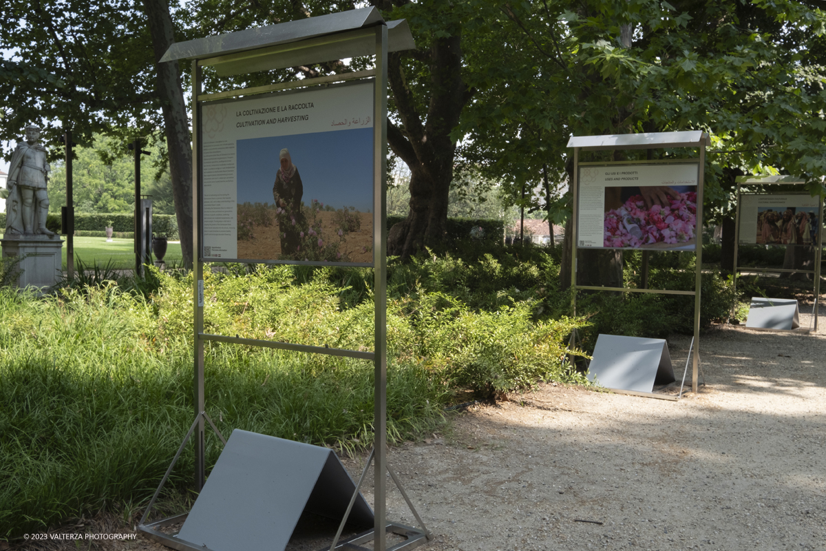 _DSF6593.jpg - 04/07/2023. Torino. Una mostra fotografica, unâ€™installazione artistica e un programma di eventi promuovono il patrimonio culturale siriano attraverso la conoscenza della secolare coltivazione e trasformazione del fiore, Patrimonio Immateriale dellâ€™UmanitÃ  UNESCO. Nella foto parti di installazione della mostra nel boschetto dei Giardini Reali