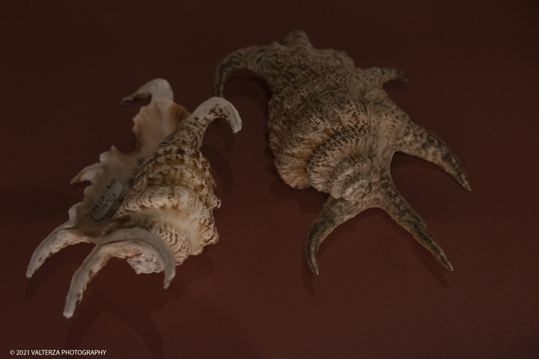 _DSF2770.jpg - 27/047/021. Torino. Alla Pinacoteca Agnelli in mostra foto, ritagli, dipinti, disegni, manufatti tribali racccolti in giro per il mondo , collezioni ed opere che hanno ispirato il grande architetto, la prima archistar. Nella foto esemplari della raccolta di conchiglie