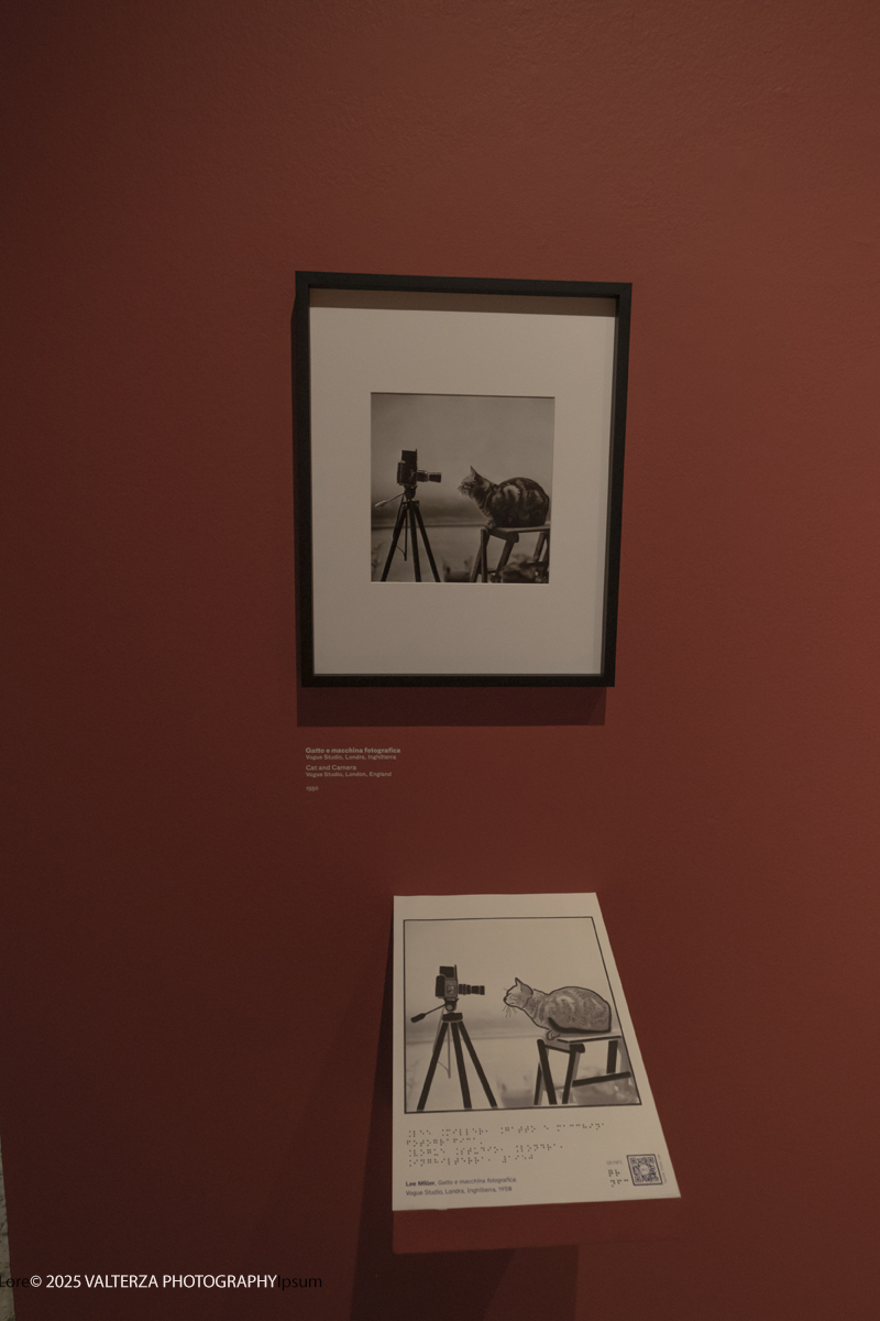 _DSF2205.jpg - 30/09/2025. Torino.  Un viaggio in 160 immagini, tutte provenienti dai Lee Miller Archives, per riscoprire gli infiniti sguardi della straordinaria fotografa americana. Nella foto Gatto e macchina fotografica Londra, 1950