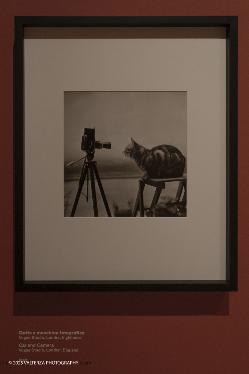 _DSF2206.jpg - 30/09/2025. Torino.  Un viaggio in 160 immagini, tutte provenienti dai Lee Miller Archives, per riscoprire gli infiniti sguardi della straordinaria fotografa americana. Nella foto Gatto e macchina fotografica Londra, 1950