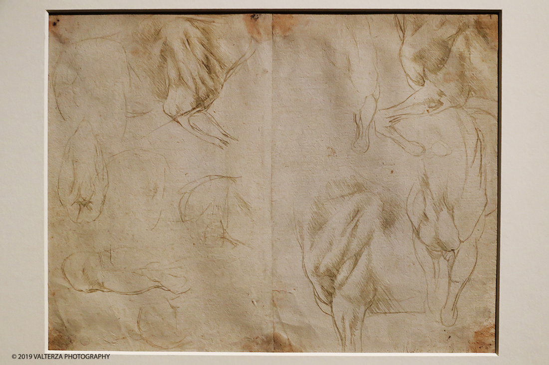 _G3I1996.jpg - 15/04/2019. Torino. La Mostra celebra i cinquecento anni della morte di Leonardo.Il percorso ruota interno al nucleo di disegni autografidi Leonardo da VInci conservati alla Biblioteca reale di Torino. Nella foto studi della muscolatura delle zampe anteriori di un cavallo circa 1490