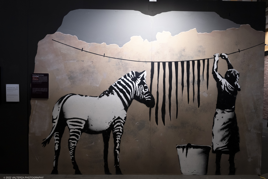 _DSF4688.jpg - 24/02/2022. Torino. Il percorso della mostra presenta oltre 90 opere di cui 30 murales a grandezza naturale realizzati da giovani street artist internazionali che raccontano il mondo del misterioso artista britannico, famoso per affrontare con ironia temi politici e di denuncia sociale. Nella foto operaa Washing Zebra stripes 2008