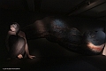 _DSF2495
