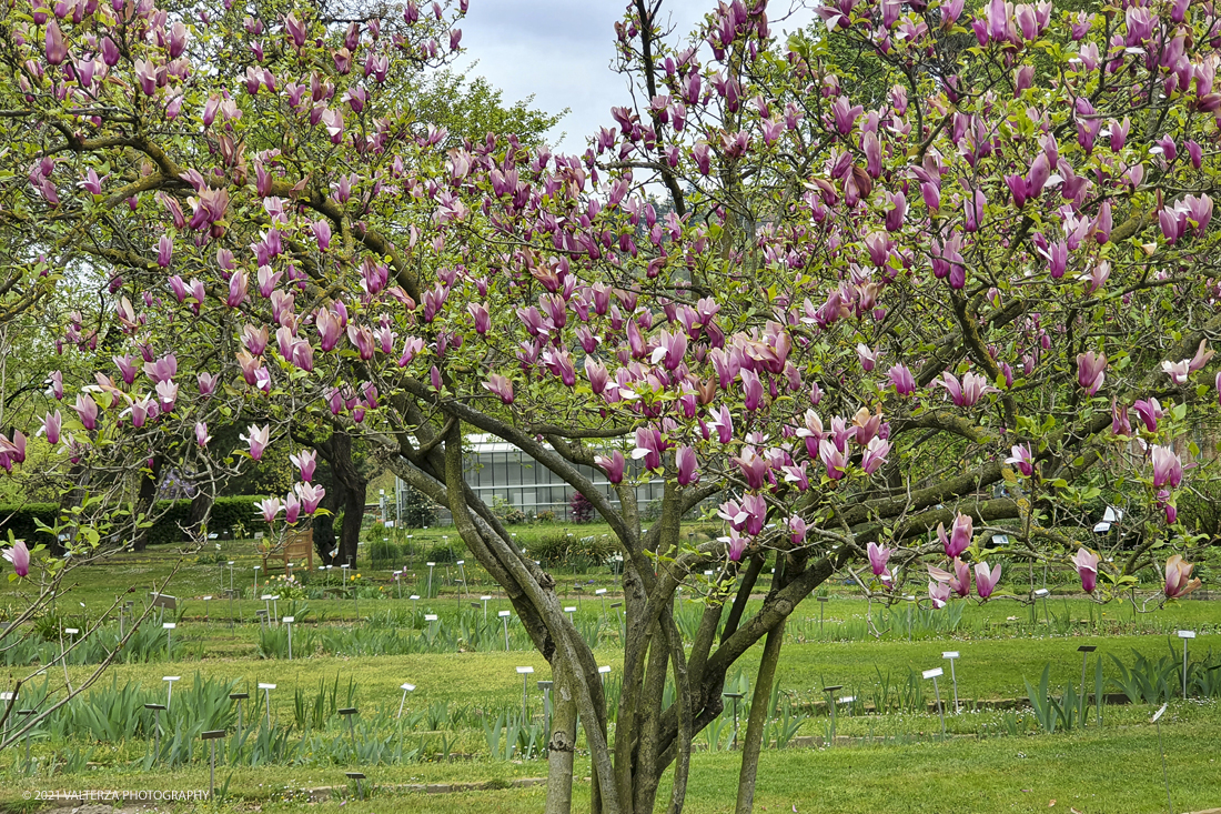 20210410_103833.jpg - Visita all'orto Botanico in occasione dell'apertura per la  Mostra mercato di piante riprodotte nell'Orto Botanico. Nella foto, pianta in fiore di Magnolia x soulangiana. Ibrido orticolo ottenuto nel 1826 in Francia.