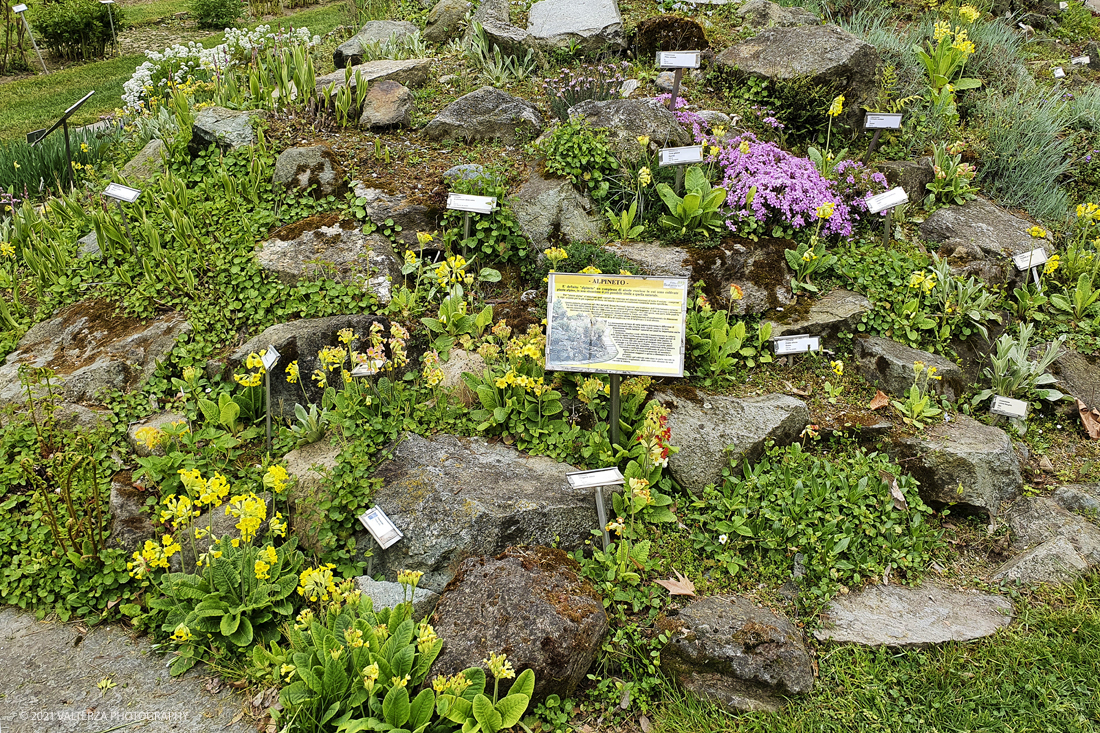 20210410_104052.jpg - Visita all'orto Botanico in occasione dell'apertura per la  Mostra mercato di piante riprodotte nell'Orto Botanico. Nella foto, aiuola dell' Alpineto nella zona Sud-Ovest del giardino