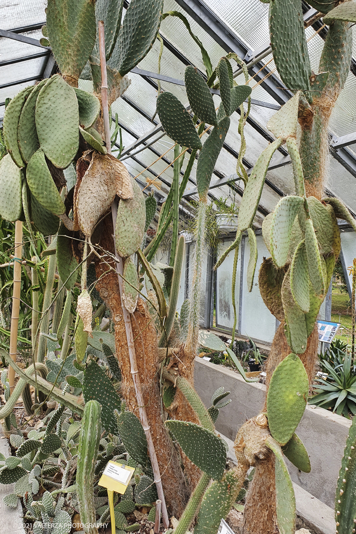 20210410_105304.jpg - Visita all'orto Botanico in occasione dell'apertura per la  Mostra mercato di piante riprodotte nell'Orto Botanico. Nella foto, la serra ( non aperta al pubblico) delle piante succulente