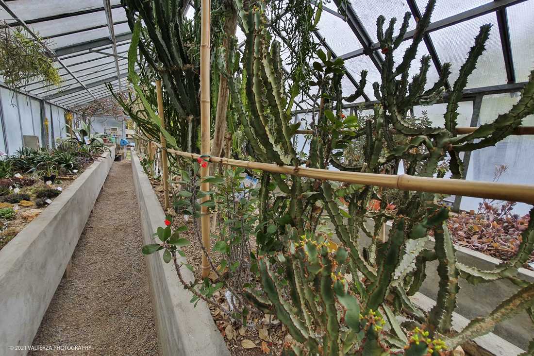 20210410_105333.jpg - Visita all'orto Botanico in occasione dell'apertura per la  Mostra mercato di piante riprodotte nell'Orto Botanico. Nella foto, la serra ( non aperta al pubblico) delle piante succulente