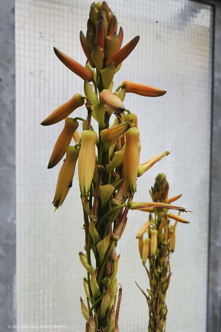 20210410_105410.jpg - Visita all'orto Botanico in occasione dell'apertura per la  Mostra mercato di piante riprodotte nell'Orto Botanico. Nella foto, la serra ( non aperta al pubblico) delle piante succulente, varietÃ  di Aloe in fiore.