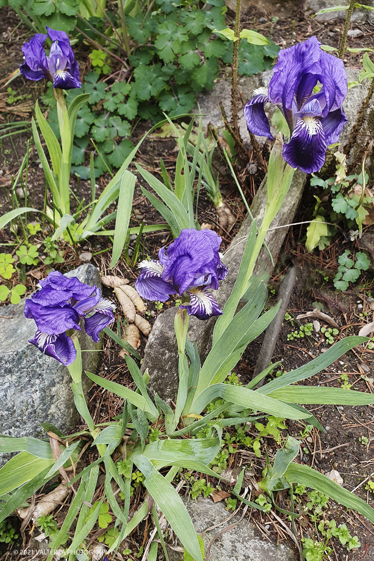 20210410_150941.jpg - Visita all'orto Botanico in occasione dell'apertura per la  Mostra mercato di piante riprodotte nell'Orto Botanico. Nella foto, fiori di Iris italica