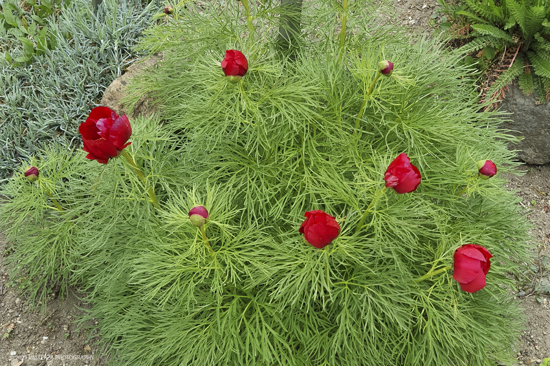 20210410_151109.jpg - Visita all'orto Botanico in occasione dell'apertura per la  Mostra mercato di piante riprodotte nell'Orto Botanico. Nella foto, Peonia tenuifolia in fiore