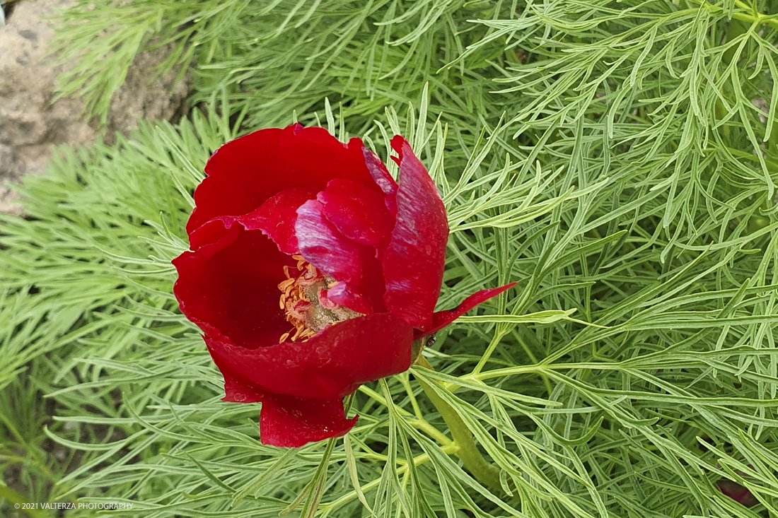 20210410_151139.jpg - Visita all'orto Botanico in occasione dell'apertura per la  Mostra mercato di piante riprodotte nell'Orto Botanico. Nella foto, Peonia tenuifolia in fiore