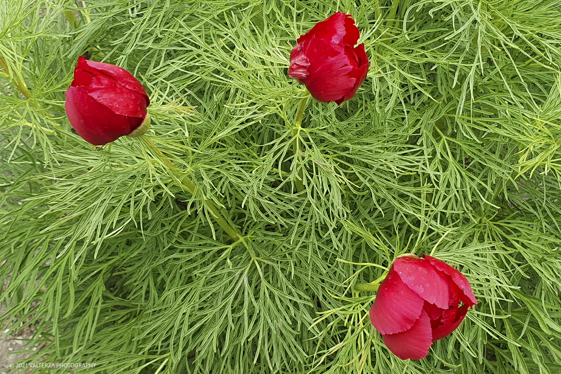 20210410_151146.jpg - Visita all'orto Botanico in occasione dell'apertura per la  Mostra mercato di piante riprodotte nell'Orto Botanico. Nella foto, Peonia tenuifolia in fiore