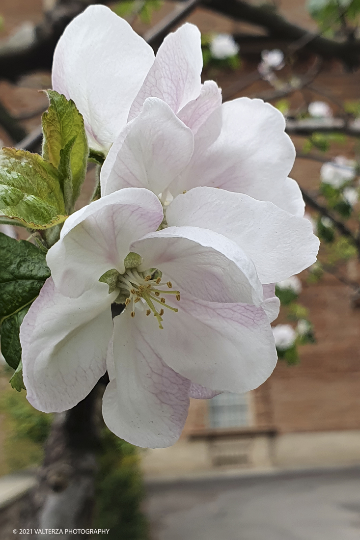 20210410_152932.jpg - Visita all'orto Botanico in occasione dell'apertura per la  Mostra mercato di piante riprodotte nell'Orto Botanico. Nella foto, fiore di Malus domestica (Melo)